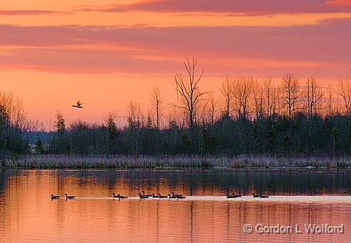 Sunrise Geese_08222.jpg - Canada Geese (Branta canadensis) photographed along the Rideau Canal Waterway near Merrickville, Ontario, Canada.